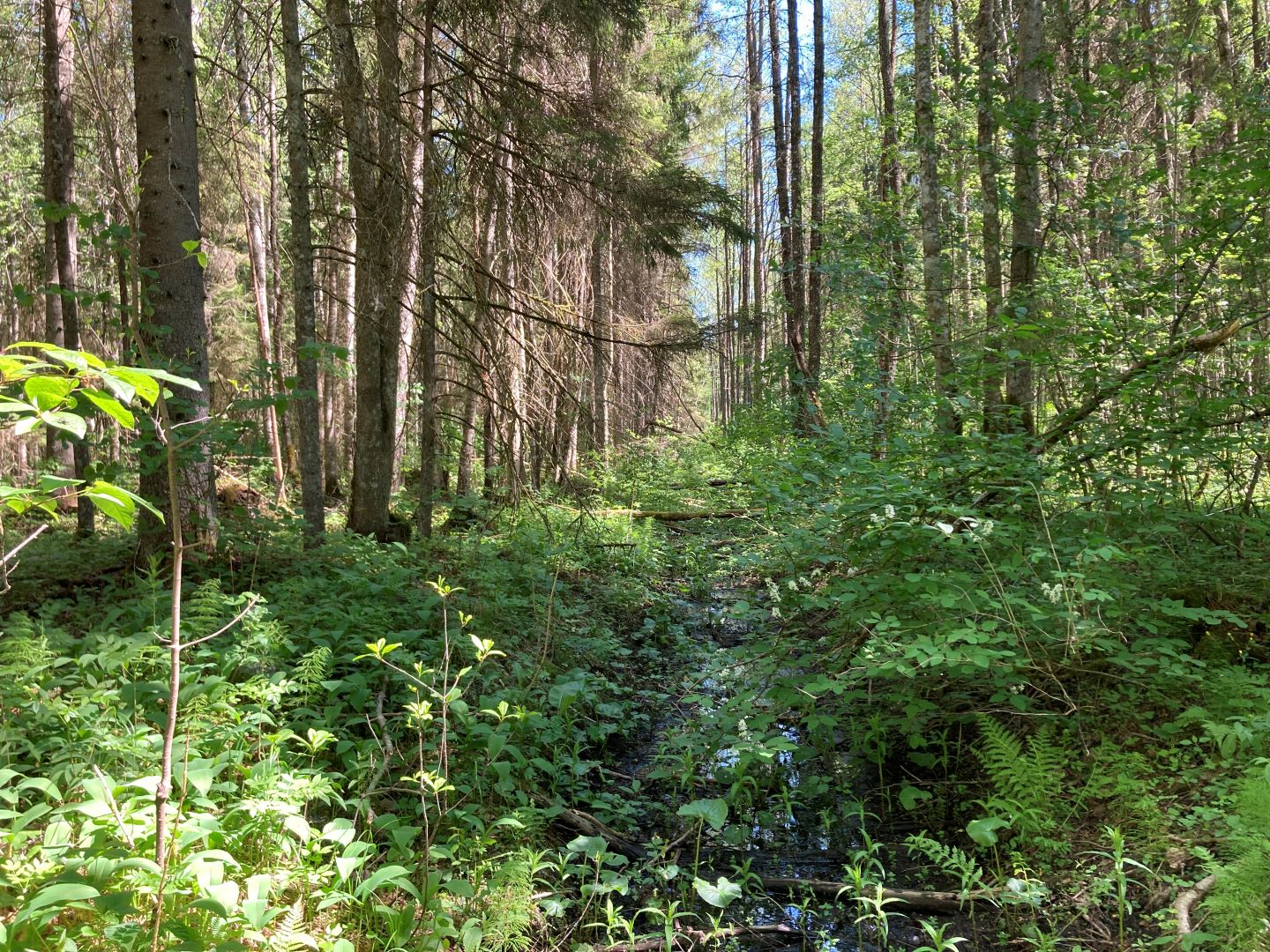 kuivenduskraav metsas