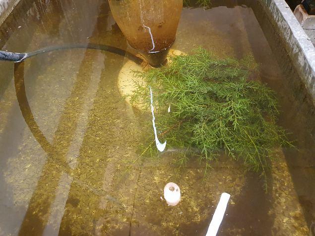 Vastkoorunud tõugjad