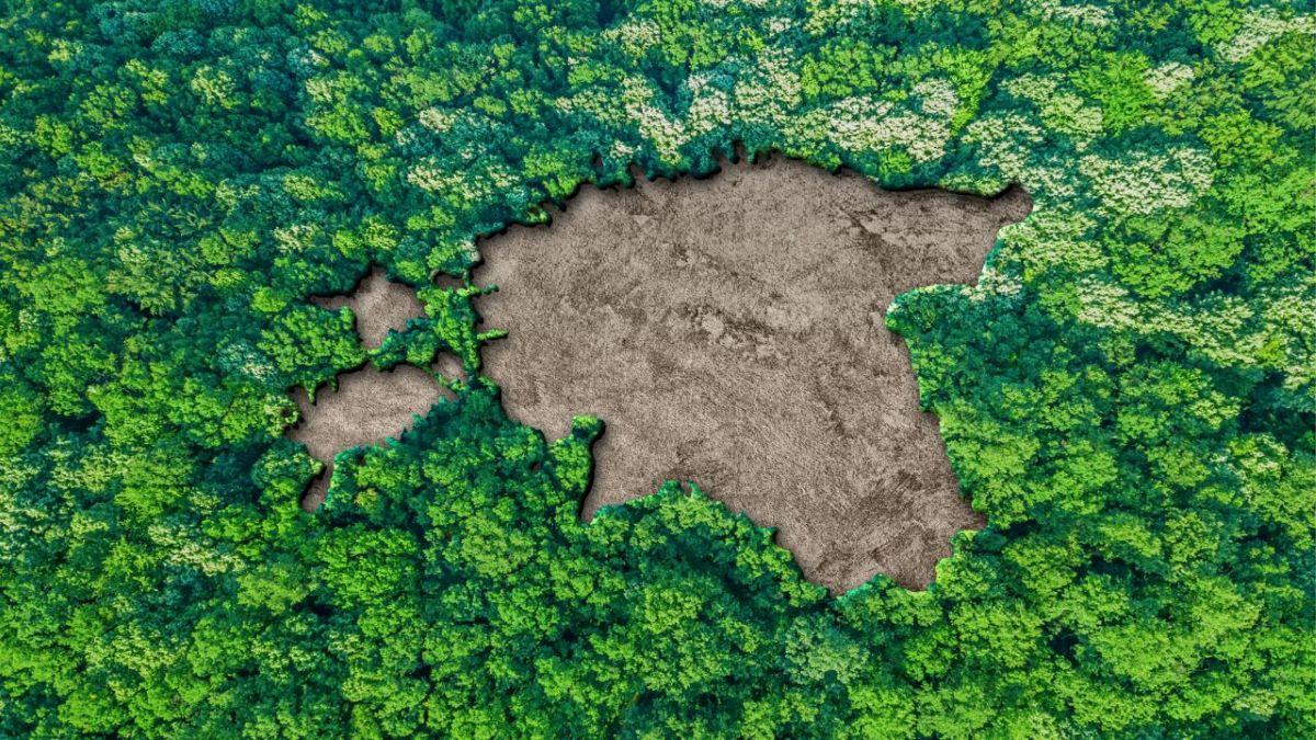 Mullane eesti kaart metsa taustal