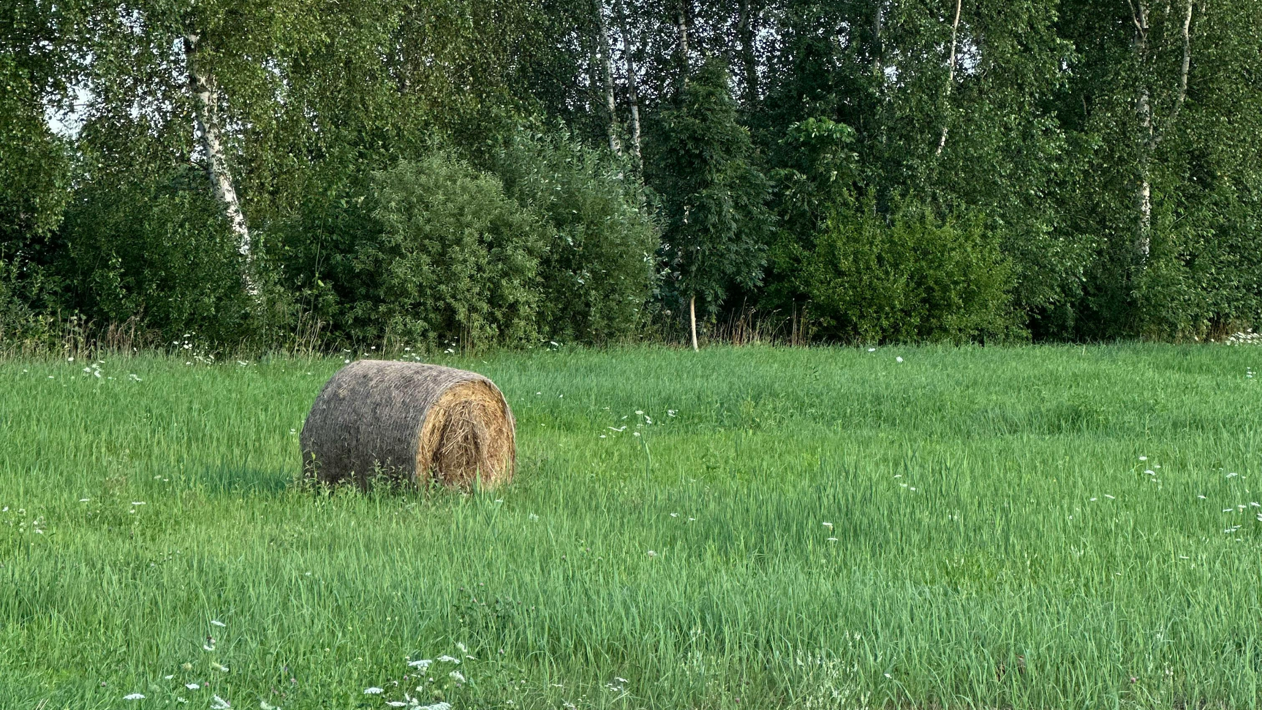 heinapall põllul, taustal mets